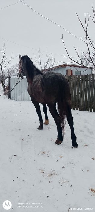 Cal de vânzare de 3 ani