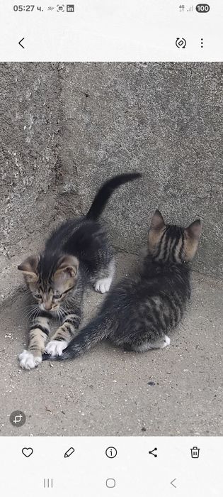 Подарявам котета