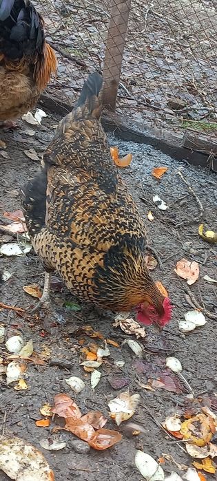 Тауык кораз сатылады