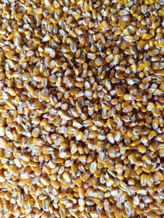 Porumb boabe de vânzare