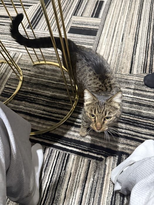 Найдена кошка девочка