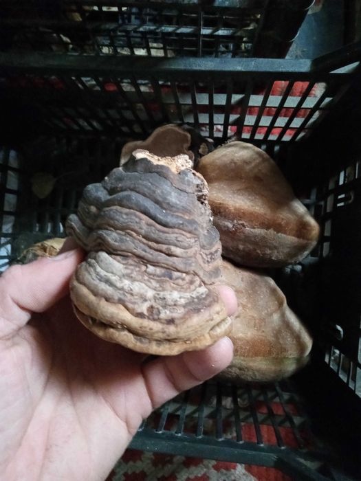 Agarikon-ciuperca unei vieti lungi