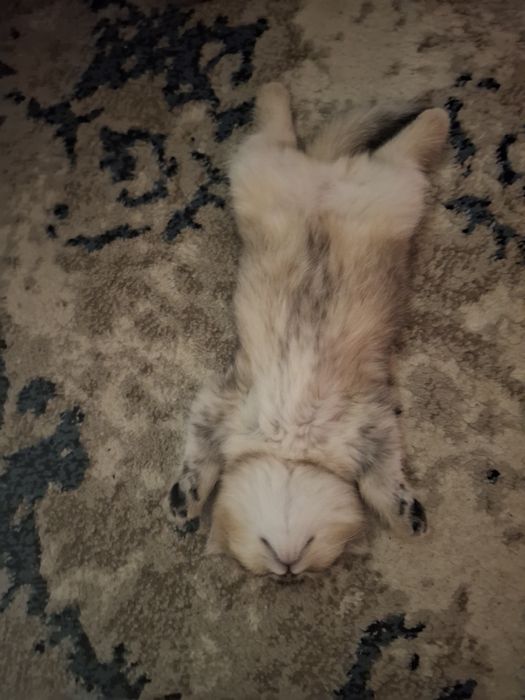 Zalatistiy shinshilla fold Mushukcha sotiladi!