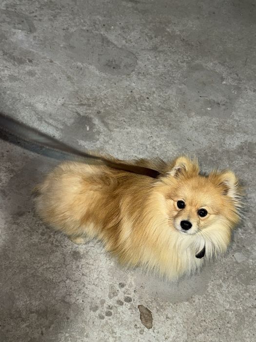 ВЯЗКА  Померанский шпиц