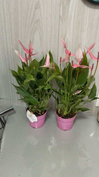 Продам сортовые  антуриум (мужское счастье)