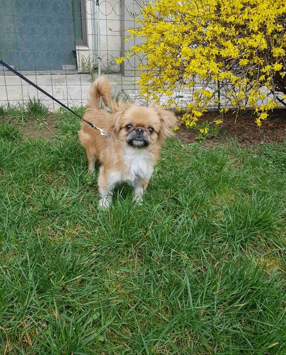 Продава  Пекинез, Мини шнауцер