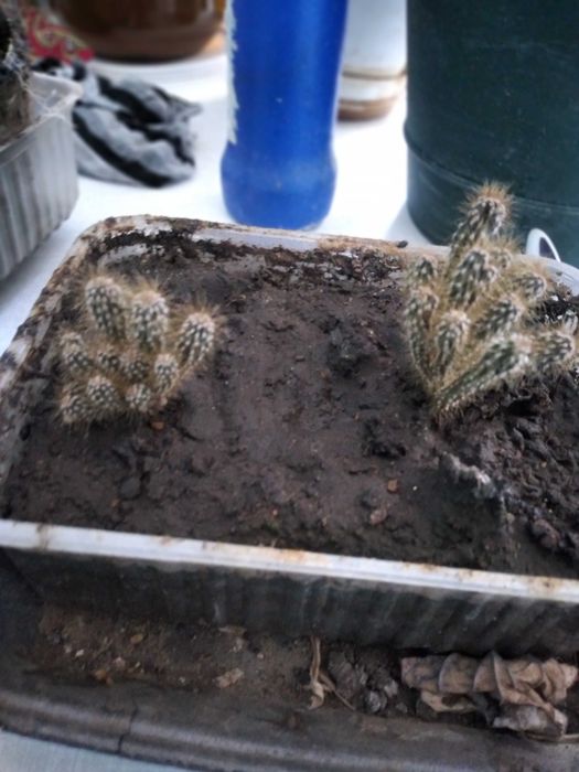 Цветы комнатные 1500 тенге