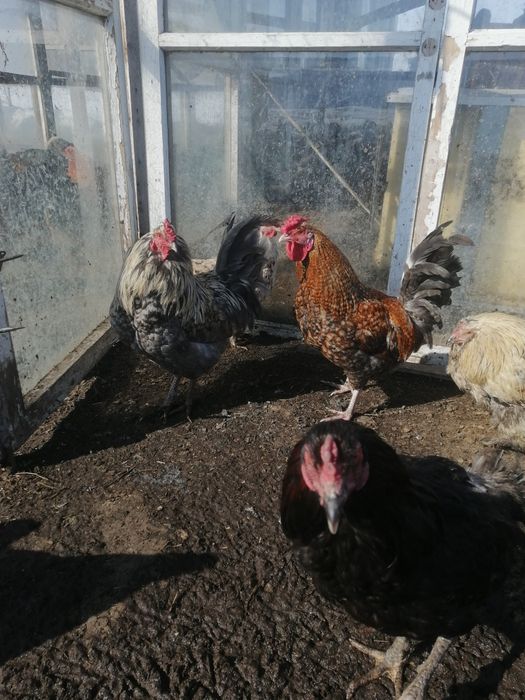 Петухи прошлогодние