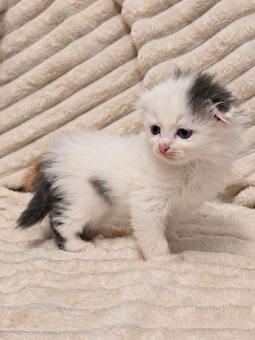 Котята вислоухие