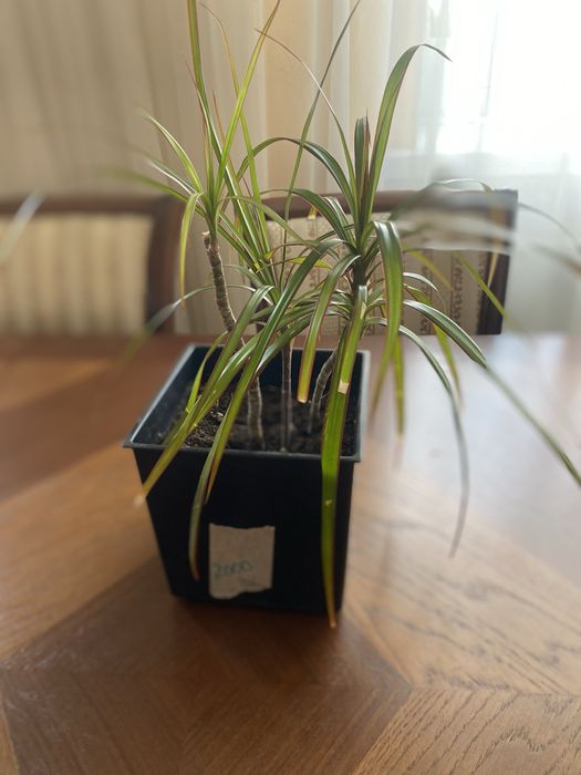 самые красивые комнатные цветы