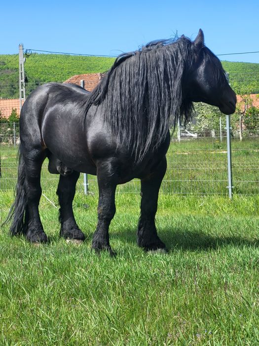 Armasar greu 7 ani de vanzare