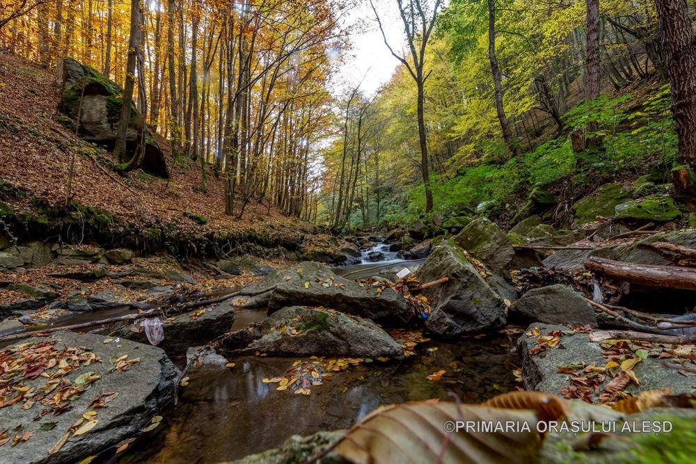 Vand teren intravilan Pădurea Neagră