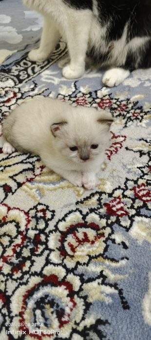Скотиш фолд скотиш страйт