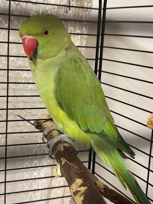 Ожереловый попугай