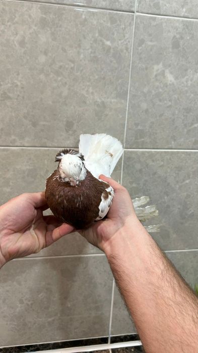 Продам капкана самца