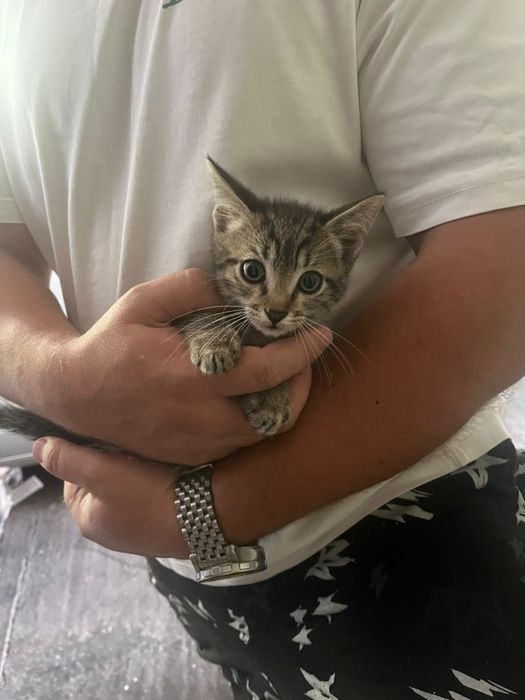 Котята скотиш фолд, 2 месяца