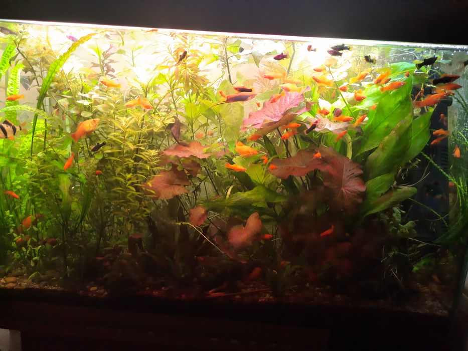 Аквариумные растения
