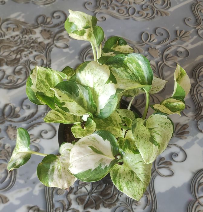 Продам эпипремнум