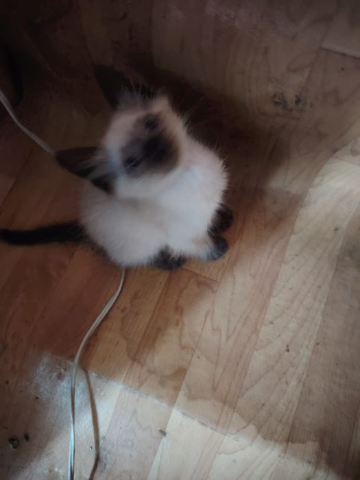 Продам котят сиамских