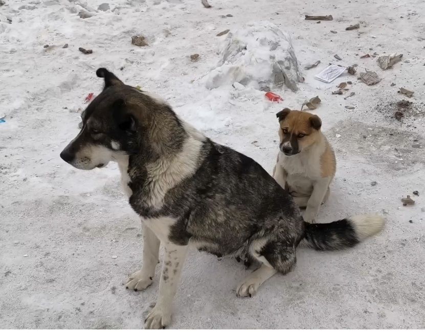 После паводка прибилась к дому собака.