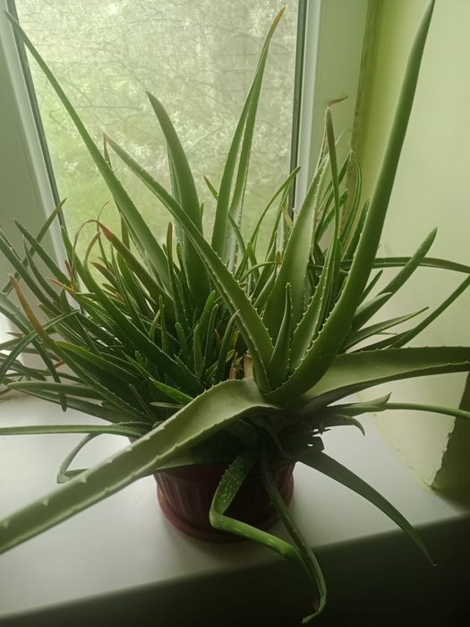 Алоэ Вера продается