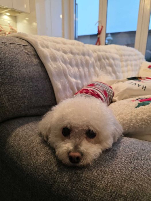 Pet Sitter particular