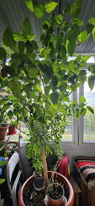 Vand Trandafir japonez 2m