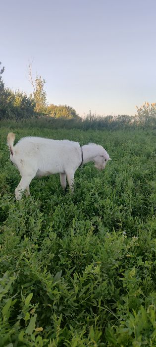 Алпинский зотли эчкилар сотилади