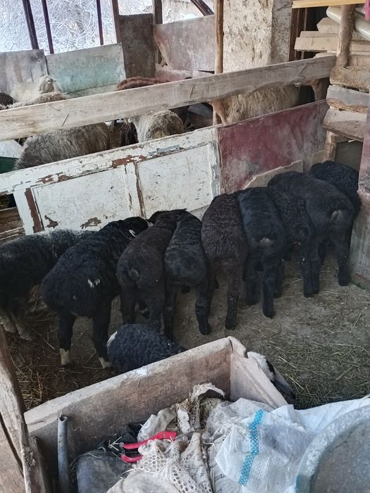 Қозичоқлар қозичоқлар