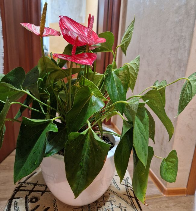 Антуриум (мужское счастье) pink