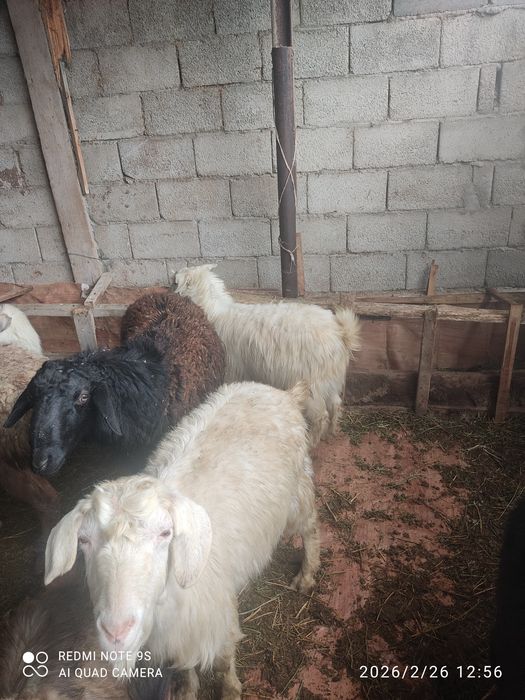 Теке ешкі шыбыш сатылады