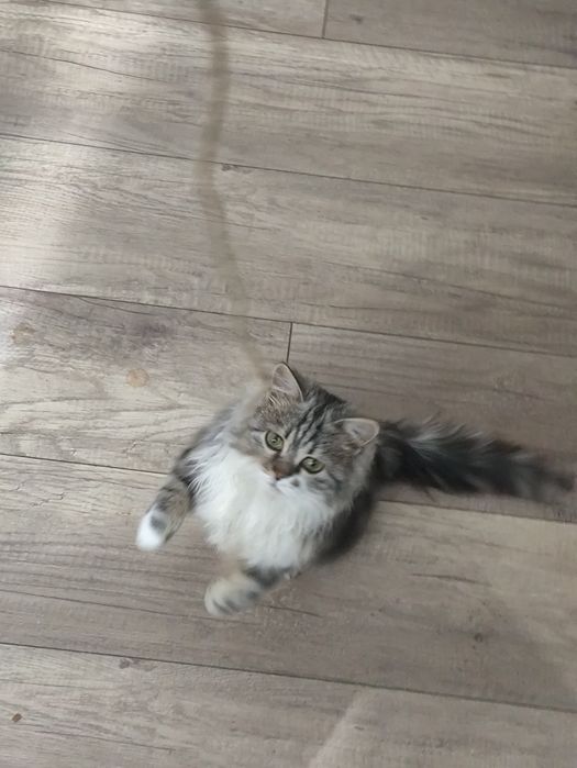 Отдам кота в добрые руки