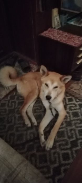 Щенки  акита  помесь