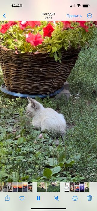 Отдам котят в хорошие руки