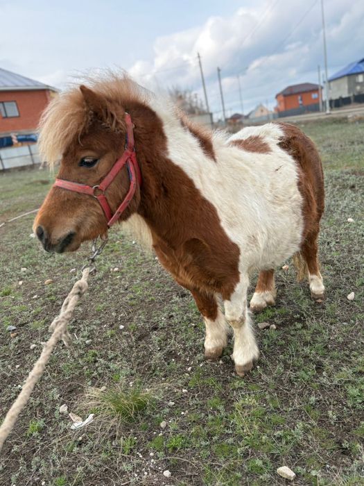 Продам пони по все вопросам
