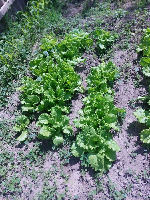 Срочно продам листья салат