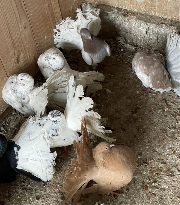 Porumbei voltați de vânzare