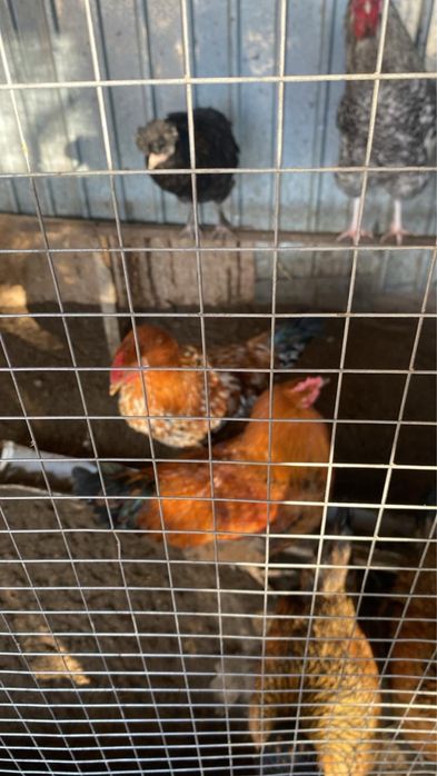 Жас кораздар сатылады