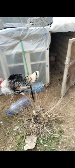 Kurka bor 2 tasi erkak 2 tasi ayol