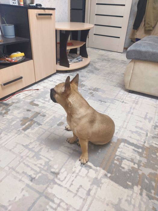 Французский бульдог (кабель]