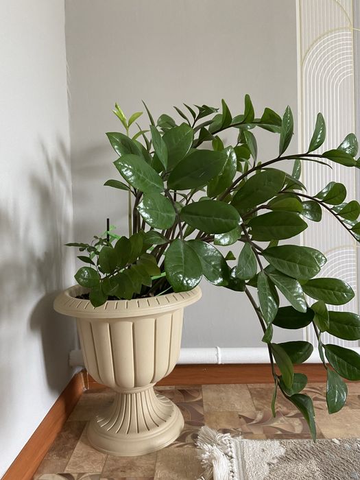 Комнатные растения. 3000 тенге.