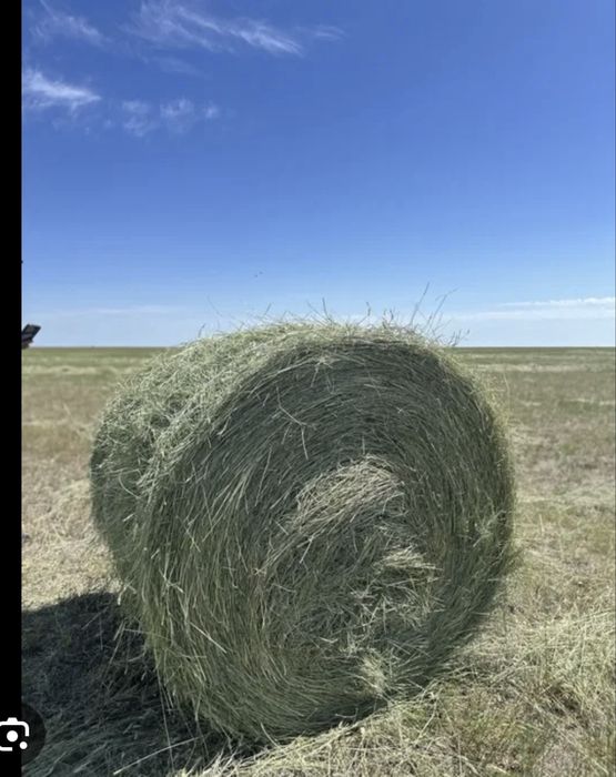 Жетняк Сено тюук астана