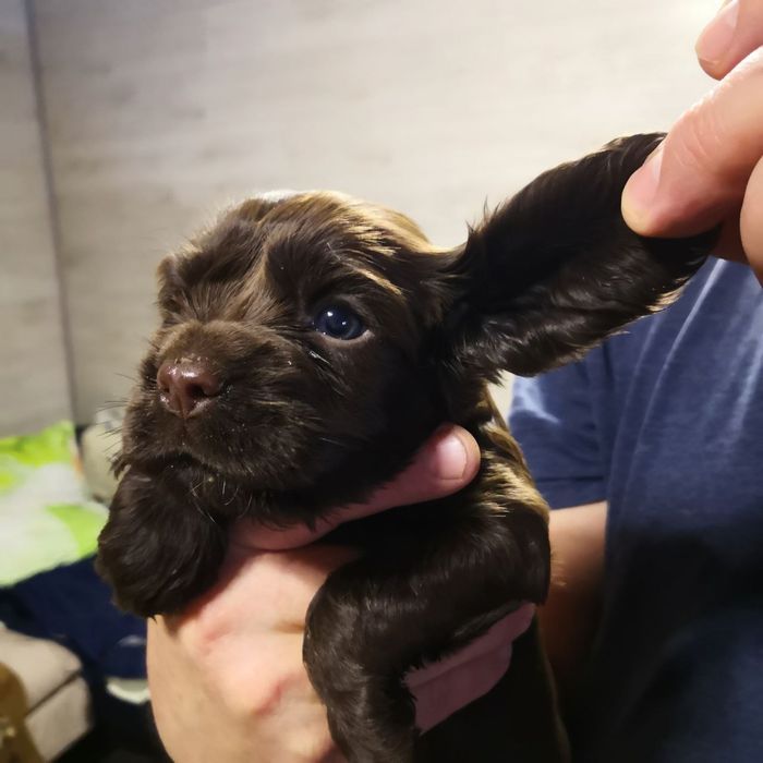 Продаются очаровательные щенки кокер-спаниеля