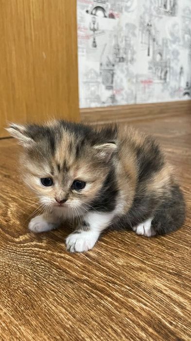 Продам котят породистые