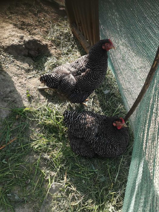 Vând familie playmount.
