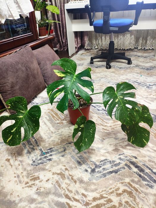 МОНСТЕРА тайское созвездие