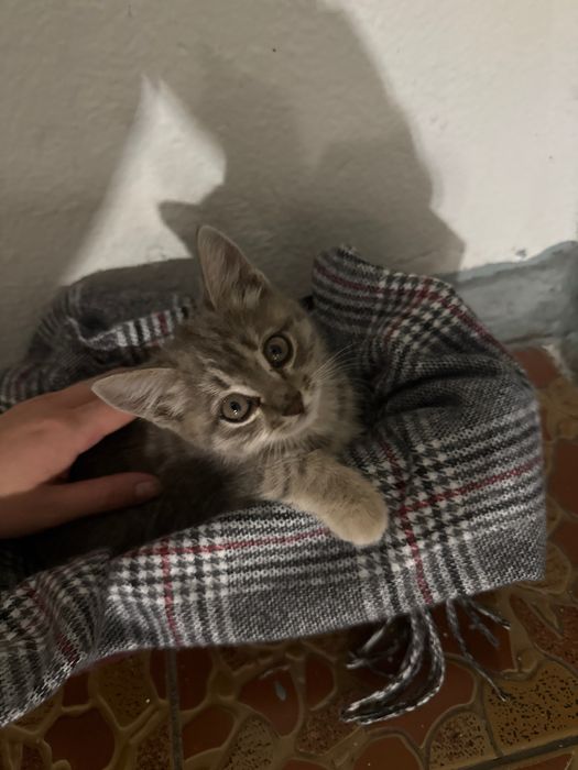 Котенок в добрые руки - алматы