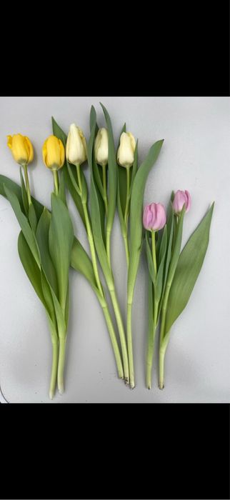 Тюлтпаны! Премиум класса и голладские!