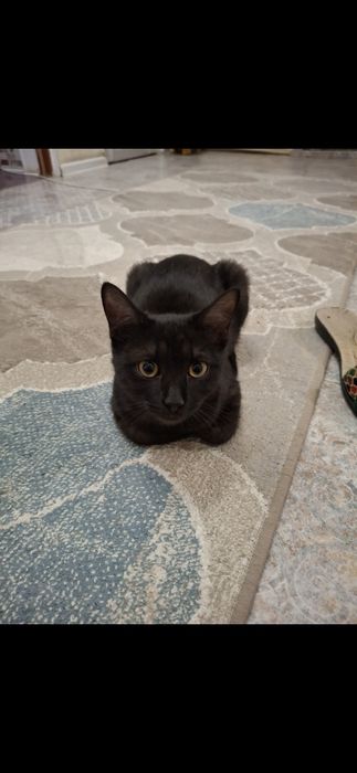 Отдам маленького кота