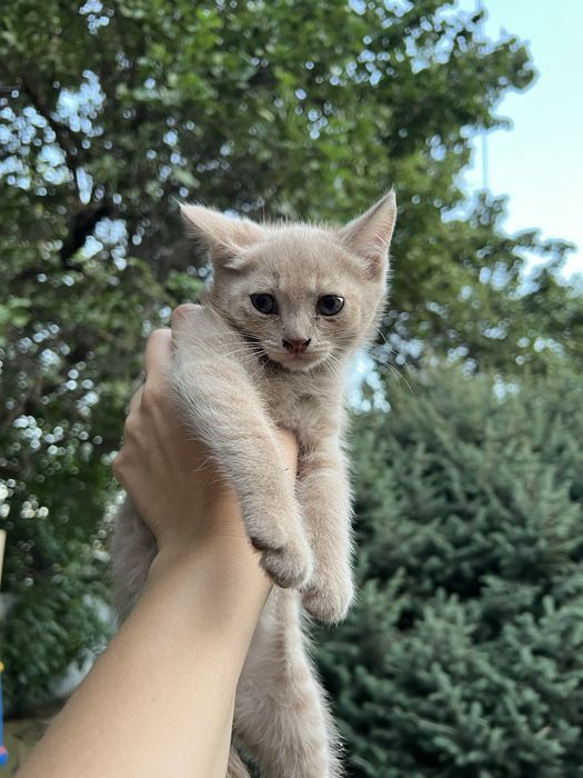 Отдам котенка в добрые руки